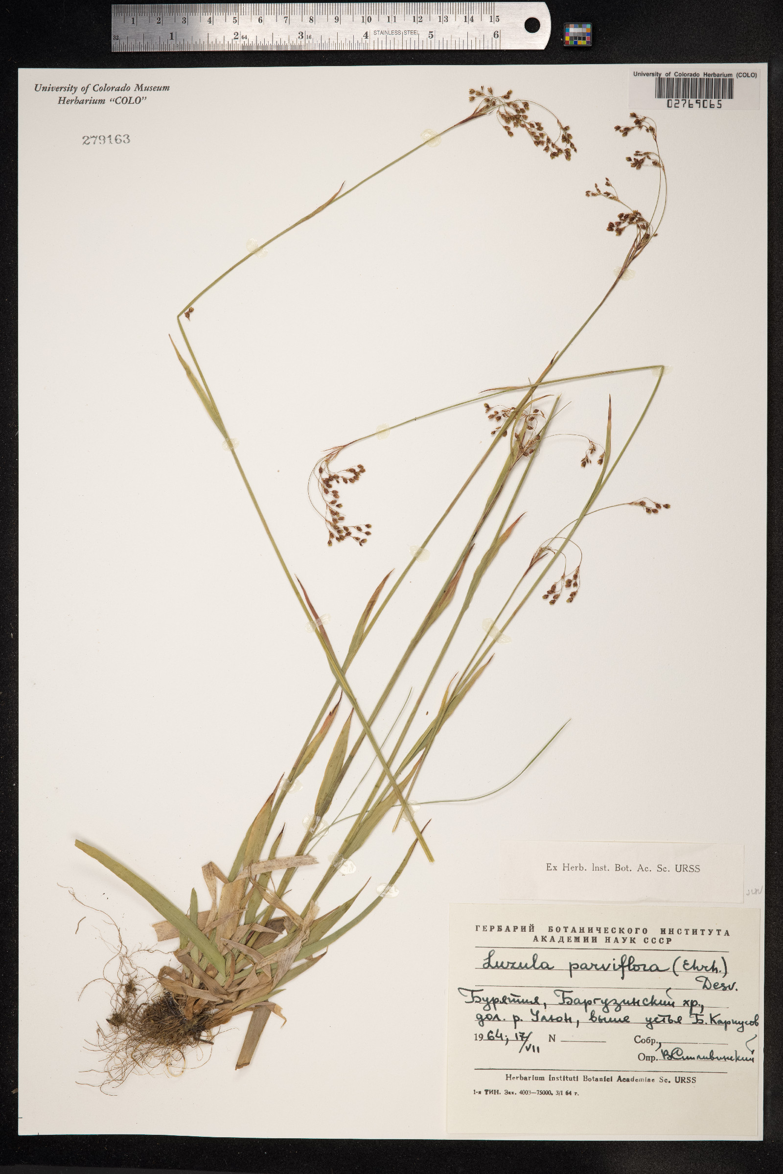 Luzula parviflora image