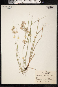 Luzula nivea image