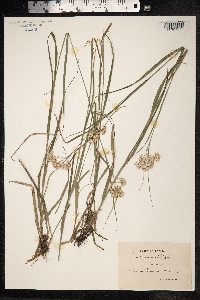 Luzula nivea image