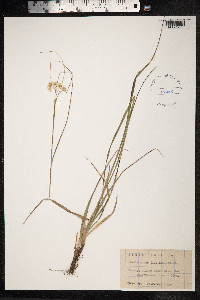 Luzula nivea image