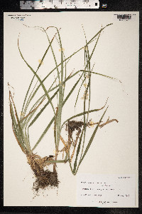 Luzula nivea image