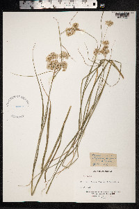 Luzula nivea image