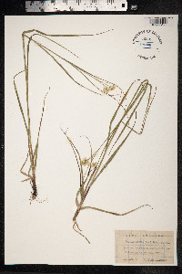 Luzula nivea image