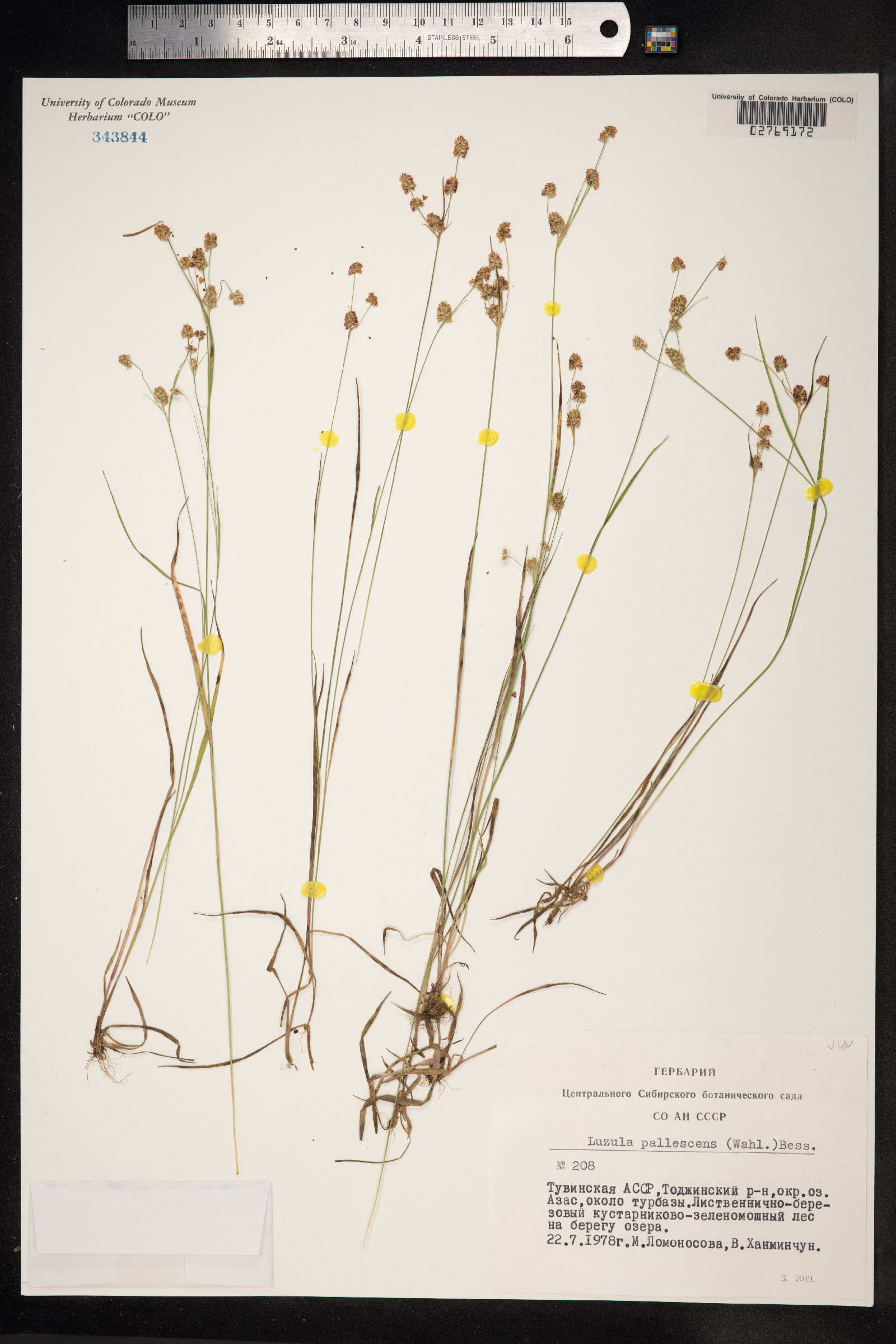 Luzula pallescens image