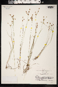 Luzula pallescens image
