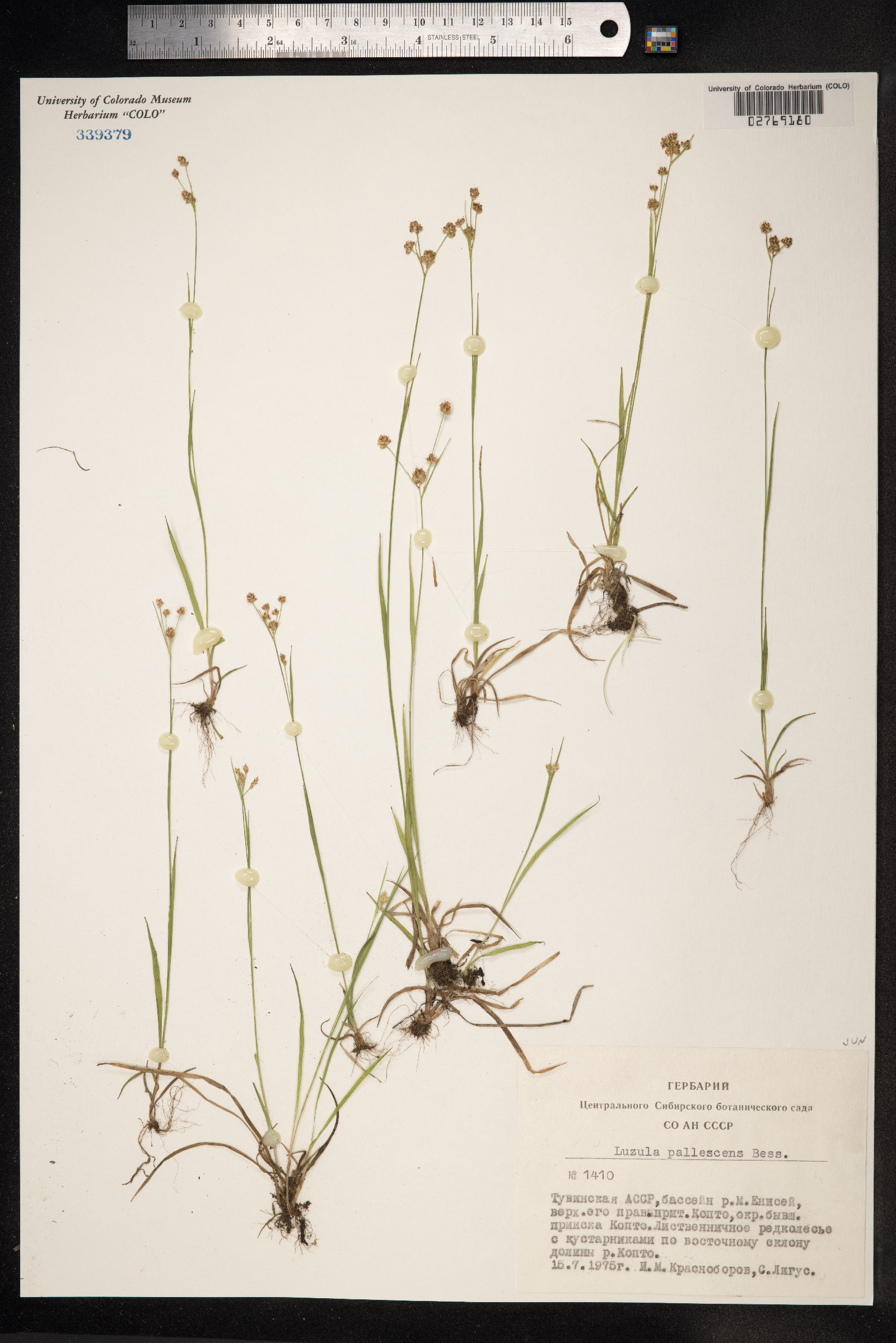 Luzula pallescens image