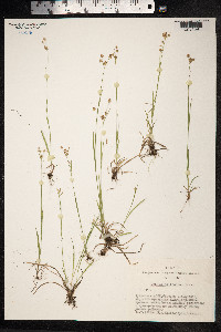 Luzula pallescens image