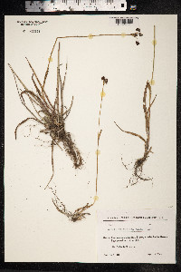 Luzula multiflora image