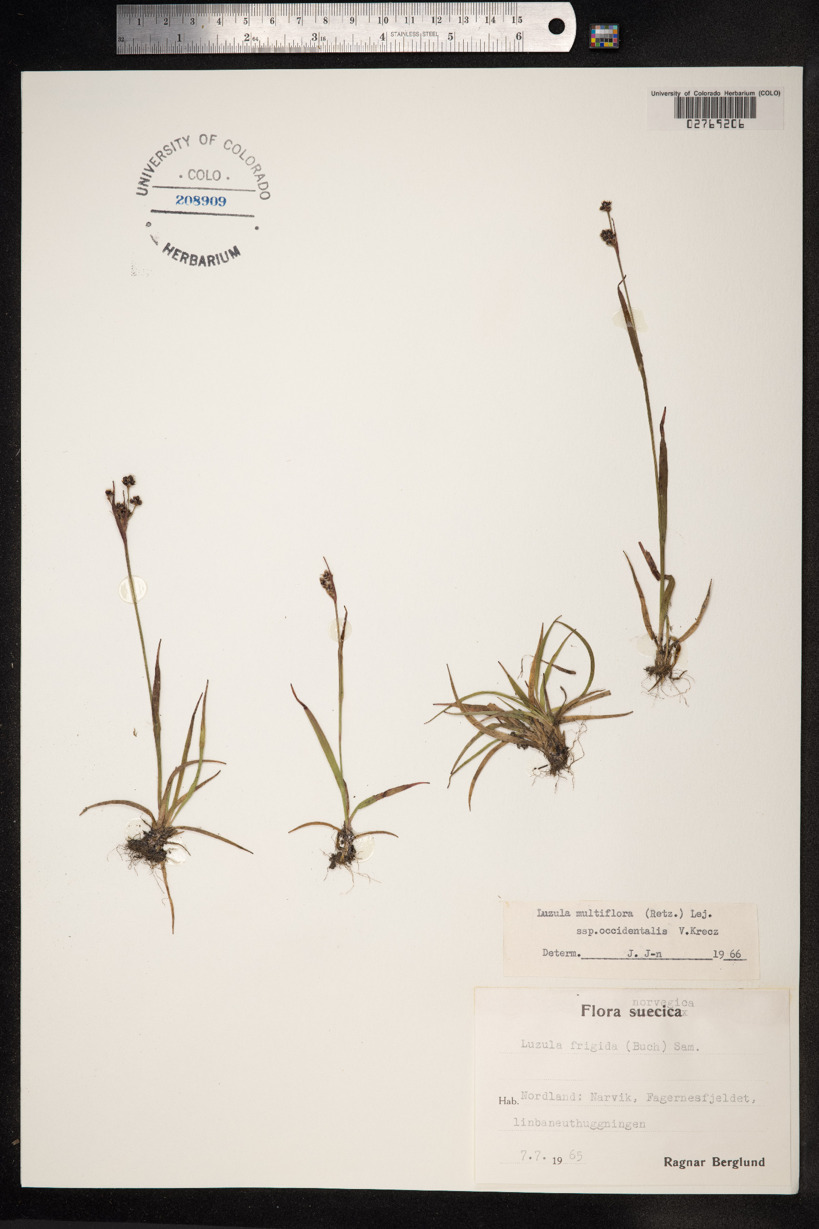 Luzula multiflora image