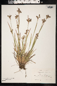 Luzula multiflora image