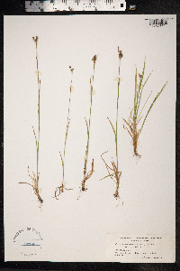 Luzula multiflora image