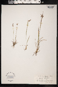 Luzula multiflora image