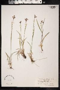 Luzula multiflora image