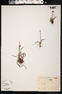 Luzula multiflora image