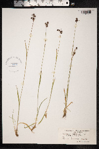 Luzula multiflora image
