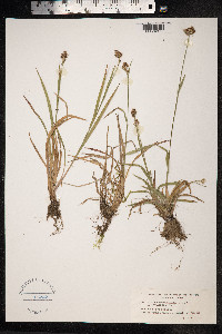 Luzula multiflora image