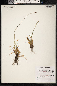 Luzula nivalis image