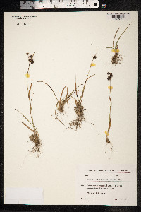 Luzula multiflora image