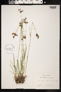 Luzula multiflora image