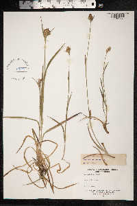 Luzula multiflora image