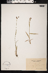 Luzula multiflora image