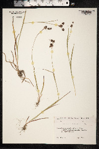 Luzula multiflora image