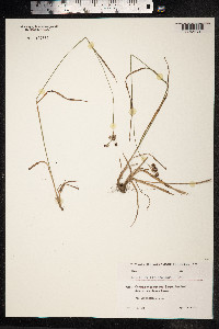 Luzula multiflora image