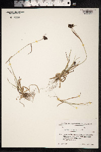 Luzula spicata image
