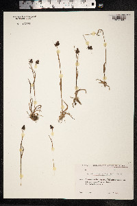 Luzula spicata image
