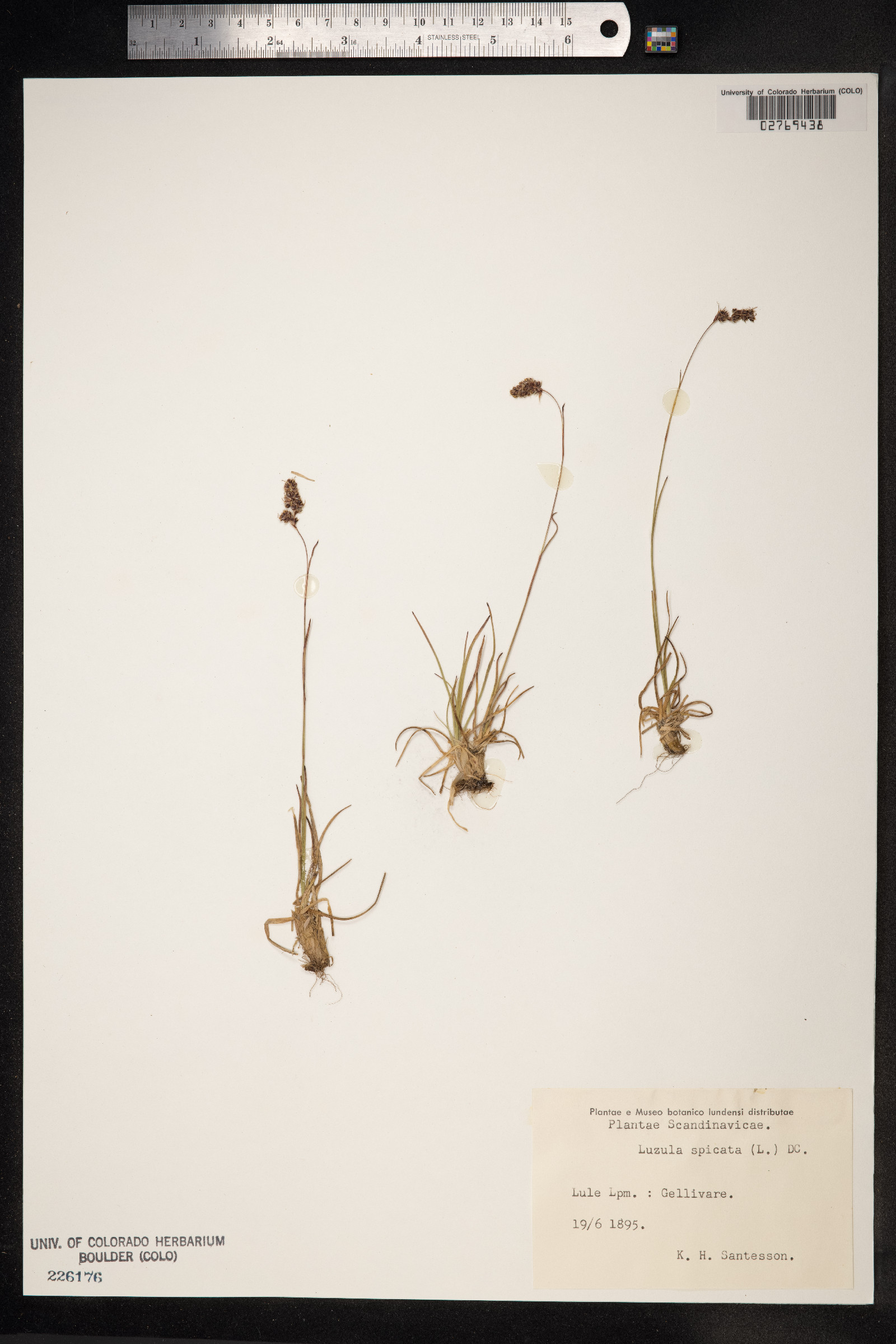Luzula spicata image