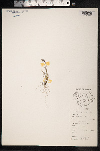 Luzula spicata image
