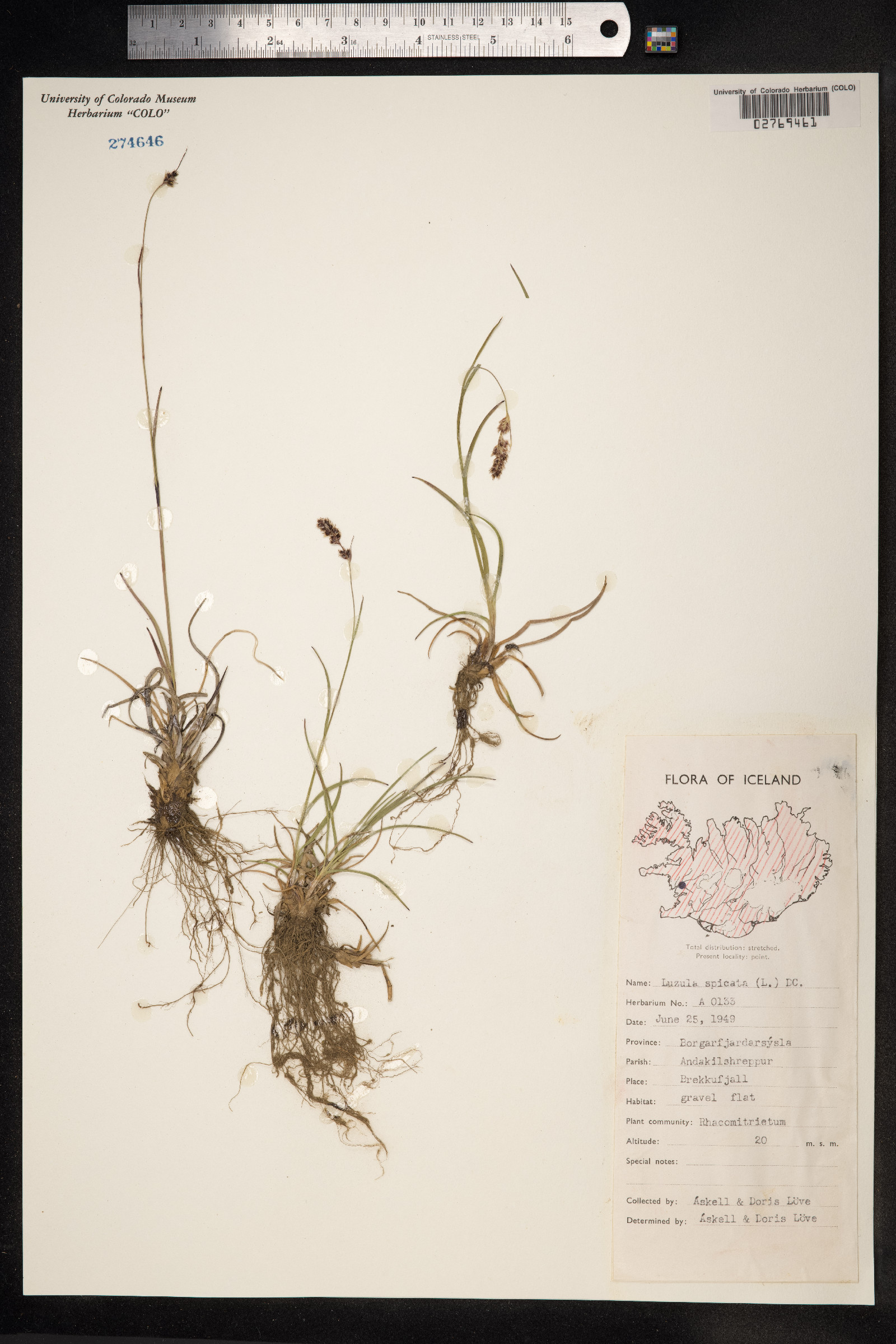 Luzula spicata image