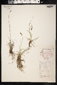 Luzula spicata image