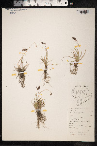 Luzula spicata image