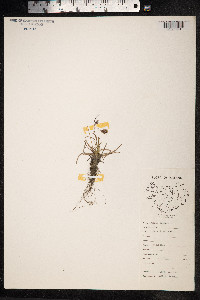 Luzula spicata image