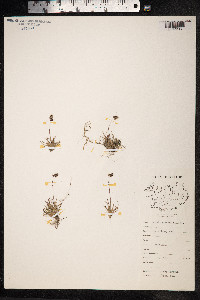 Luzula spicata image