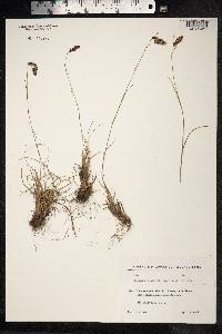 Luzula spicata image