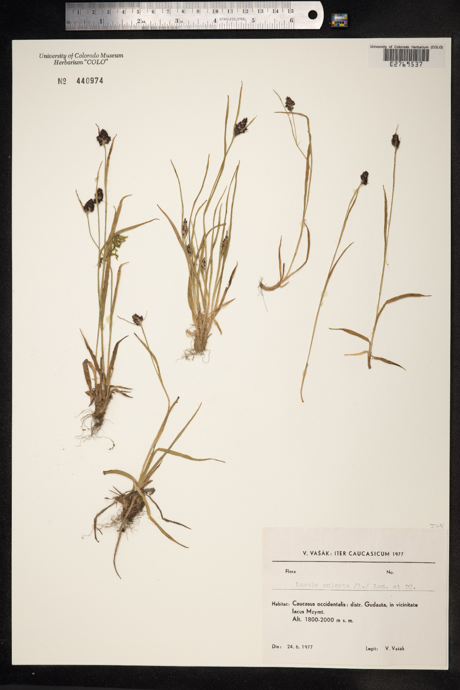 Luzula spicata image