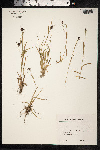 Luzula spicata image
