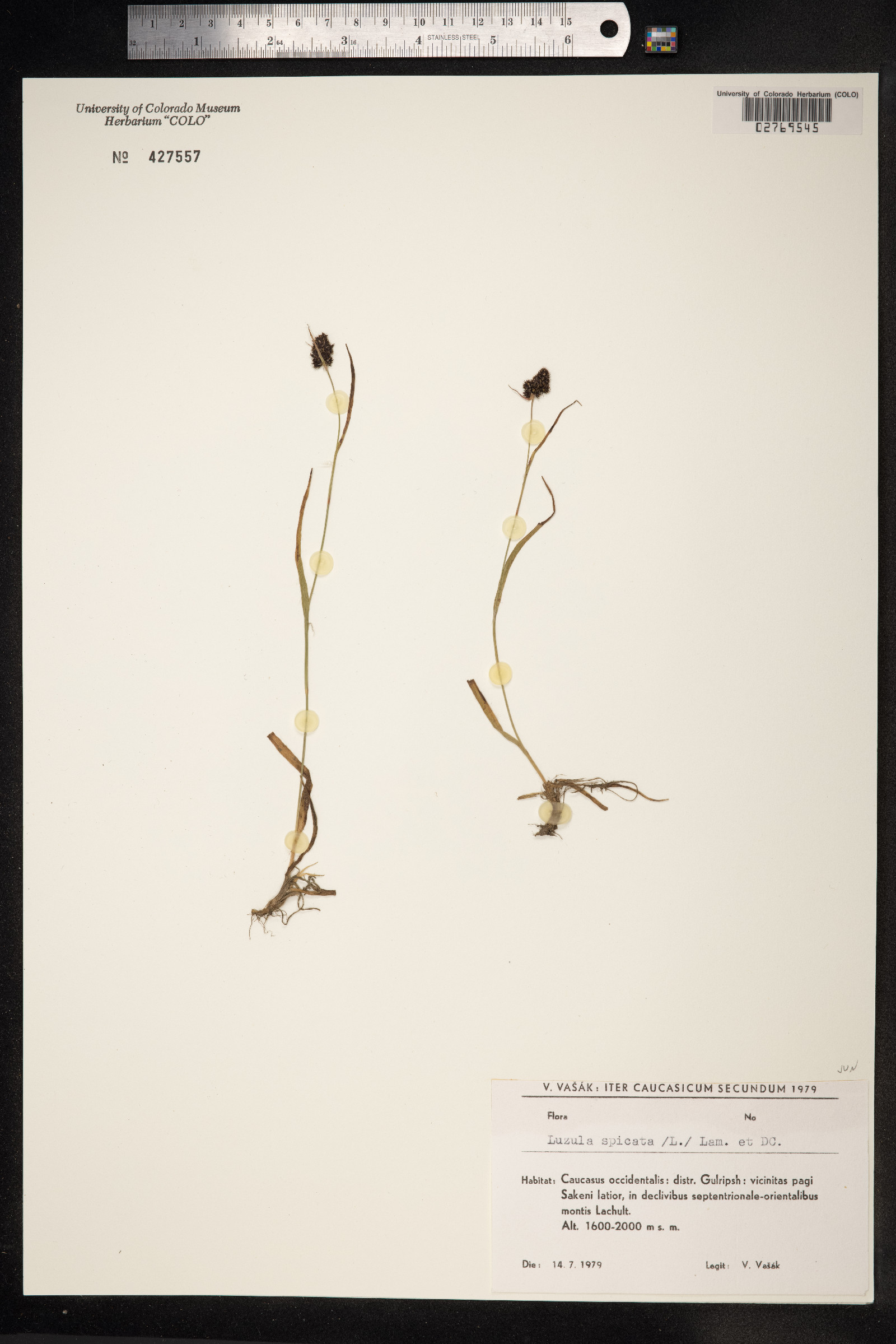 Luzula spicata image