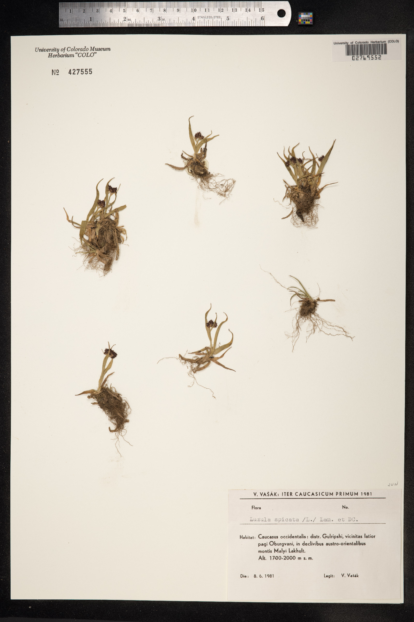 Luzula spicata image