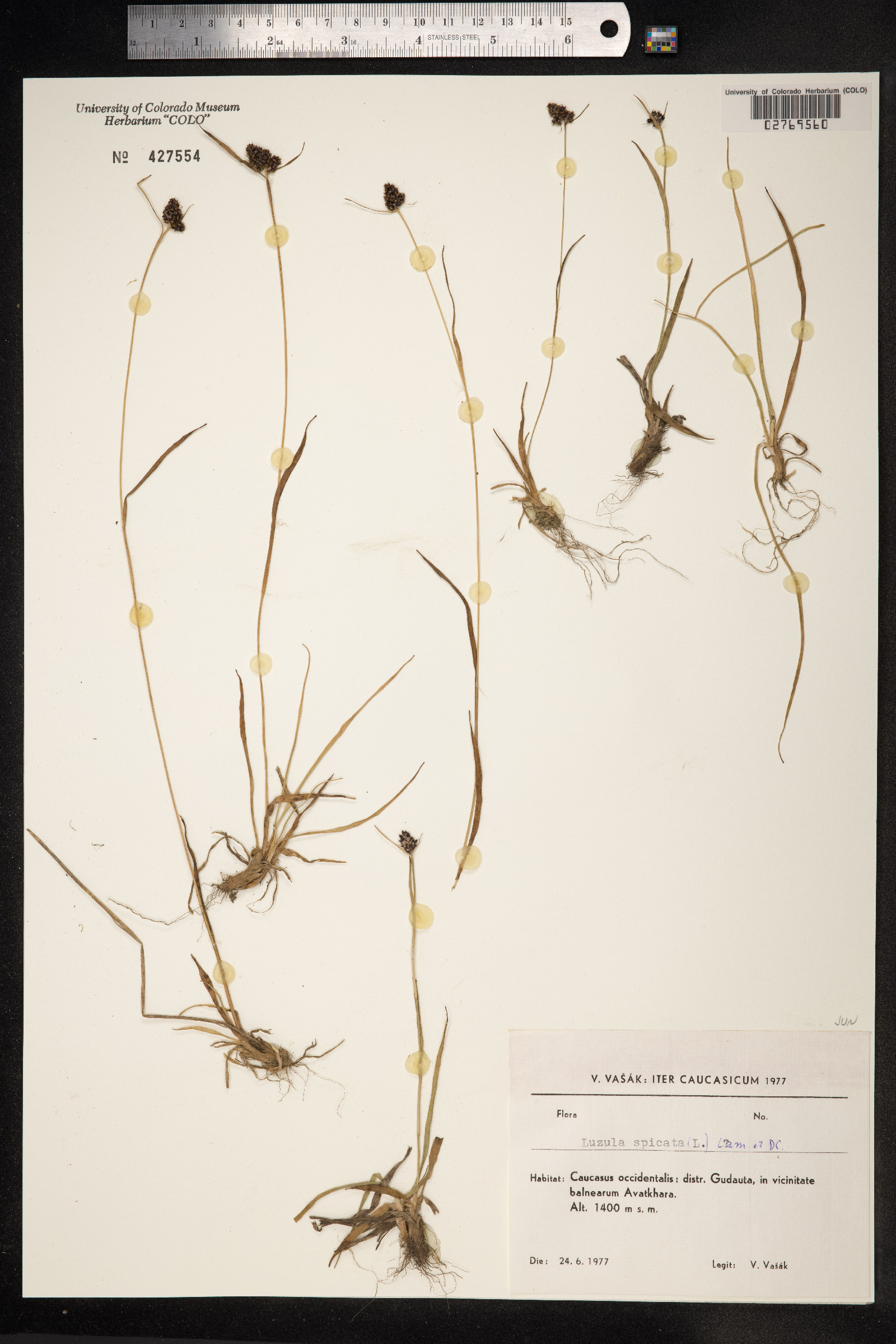 Luzula spicata image