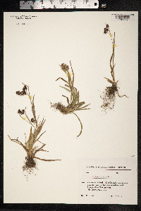 Luzula spicata image