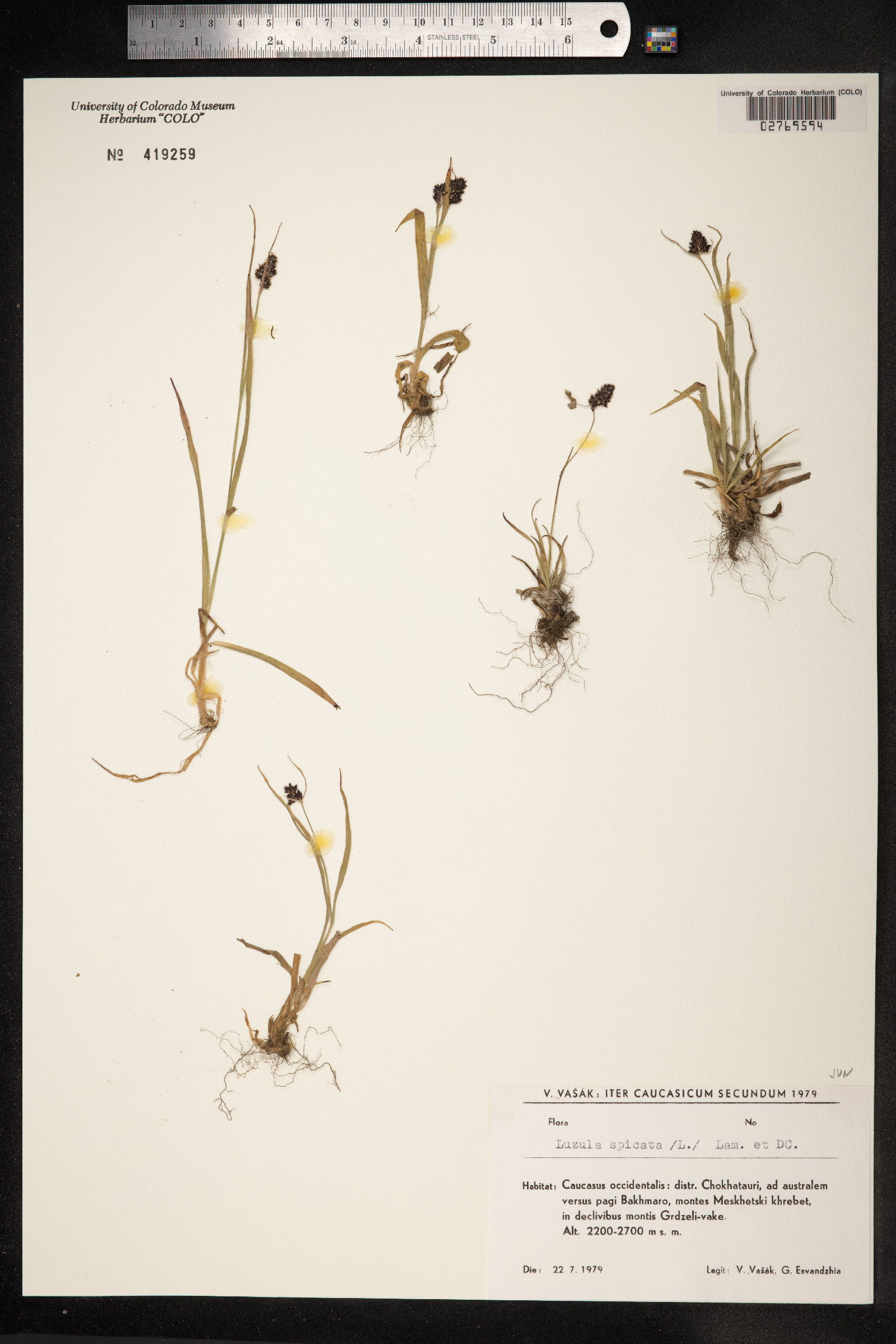 Luzula spicata image