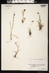 Luzula spicata image