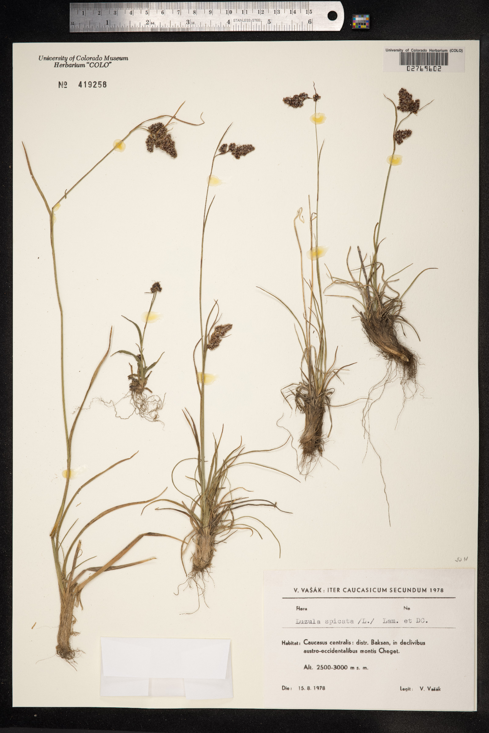 Luzula spicata image