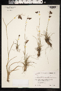 Luzula spicata image