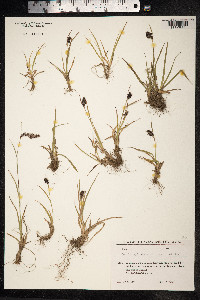 Luzula spicata image