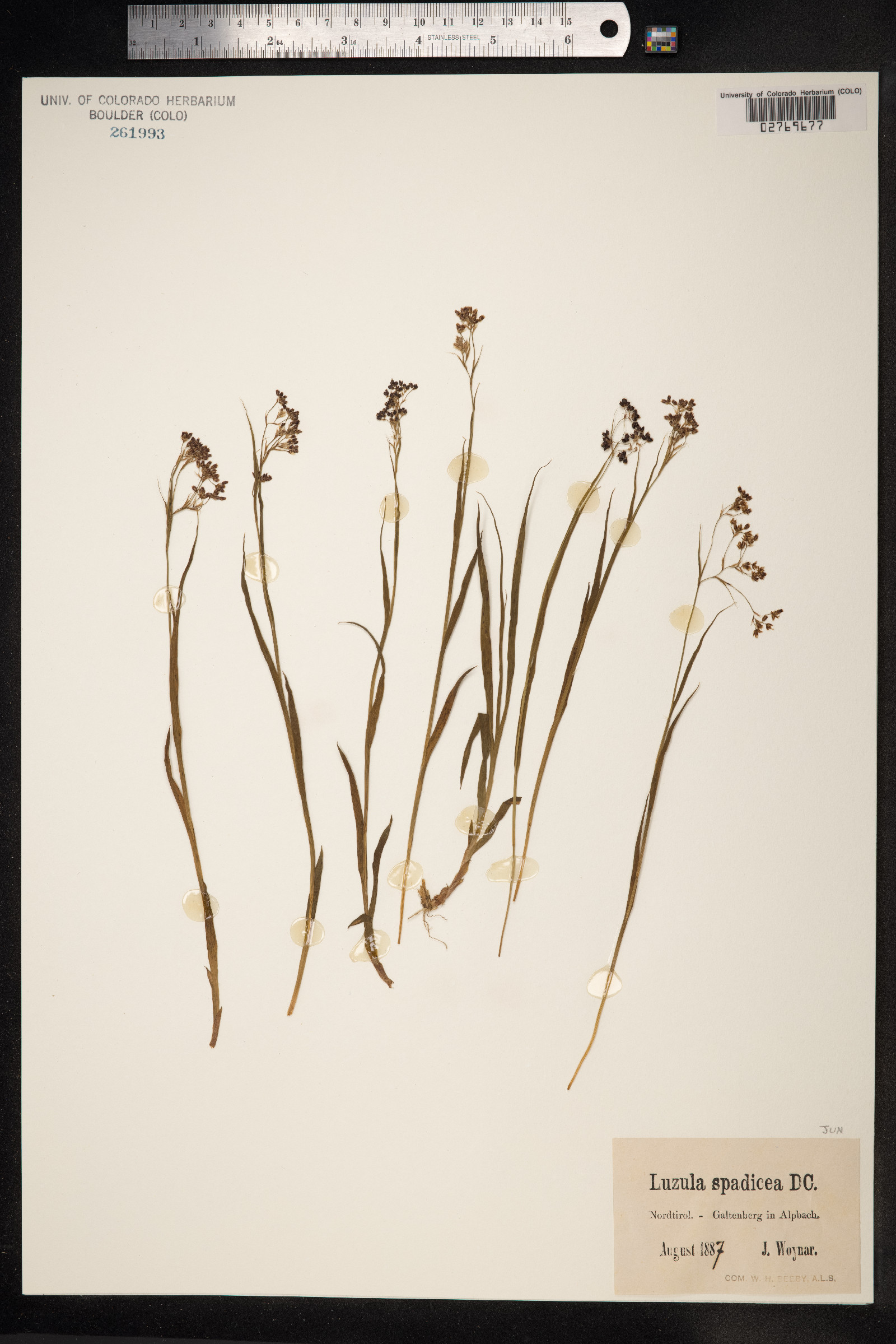 Luzula alpinopilosa image