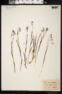 Luzula alpinopilosa image